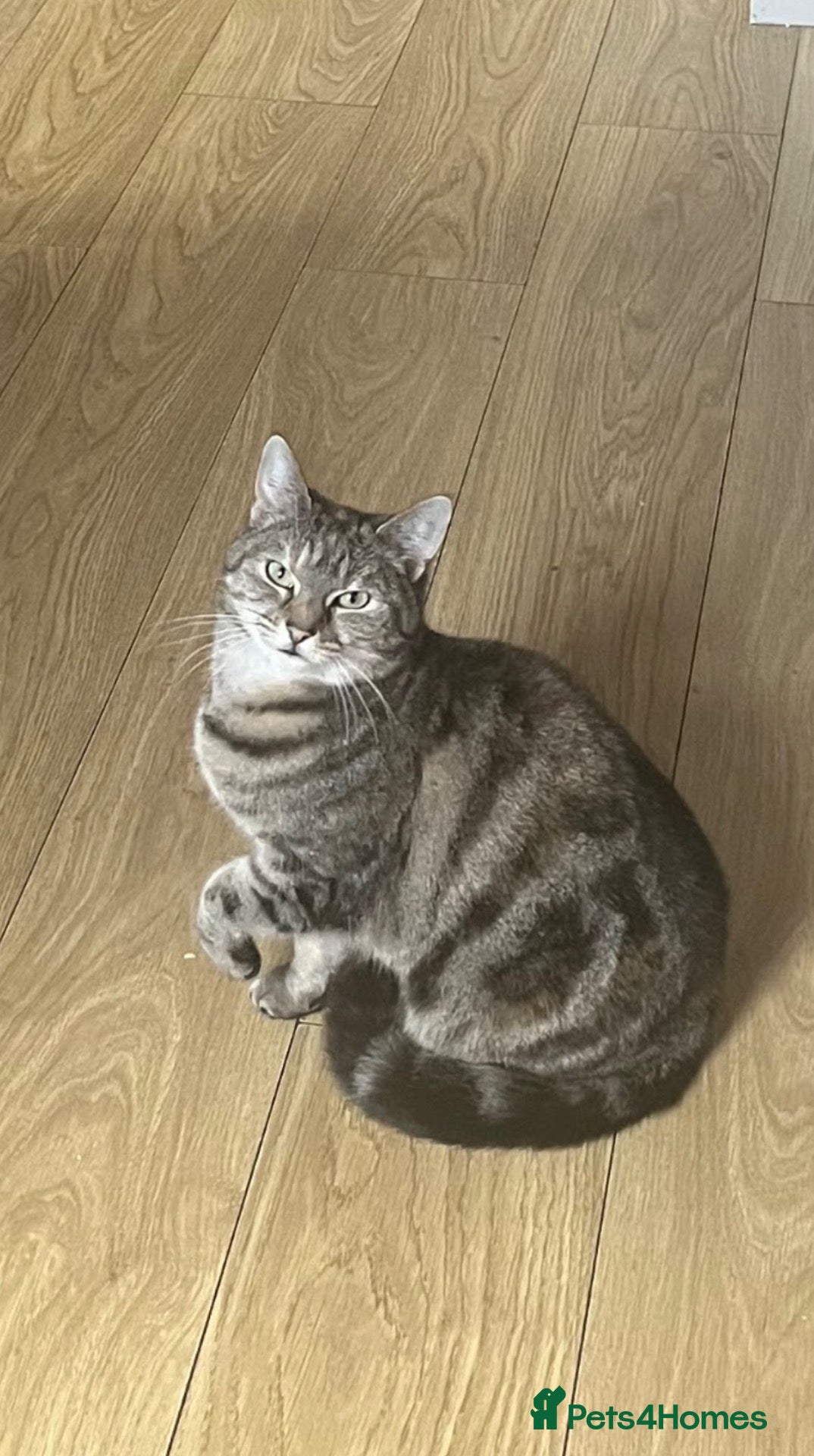 Mixed Breed cats Tabitha is looking for a new home - Advert 2