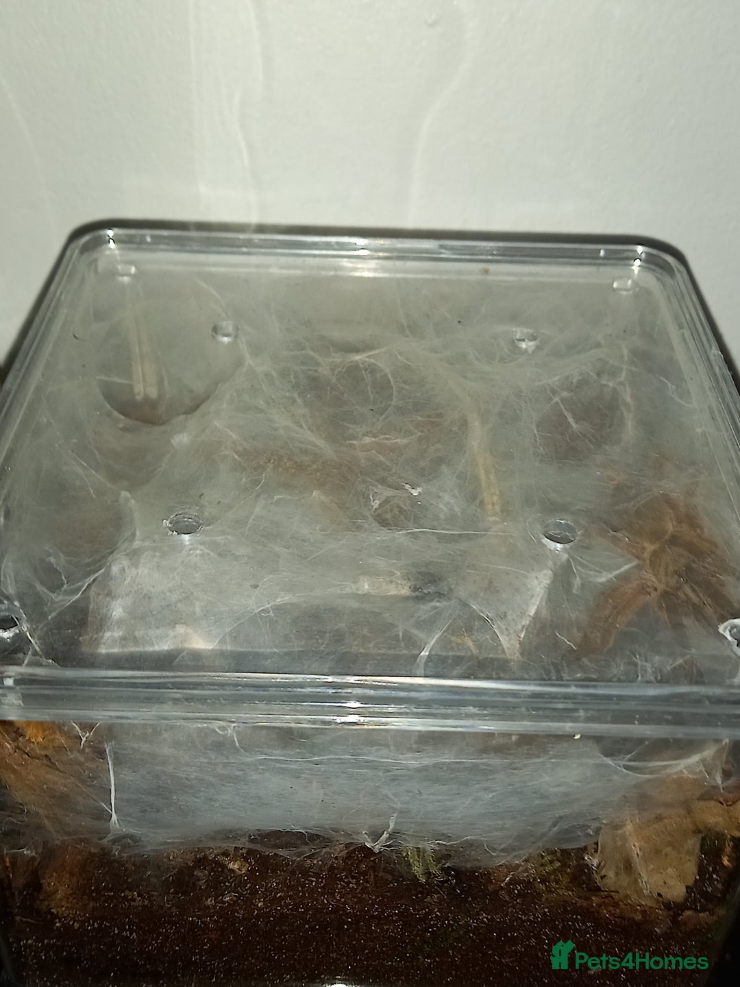 Tarantulas invertebrates for sale: Various T's FOR SALE!  - Advert 4