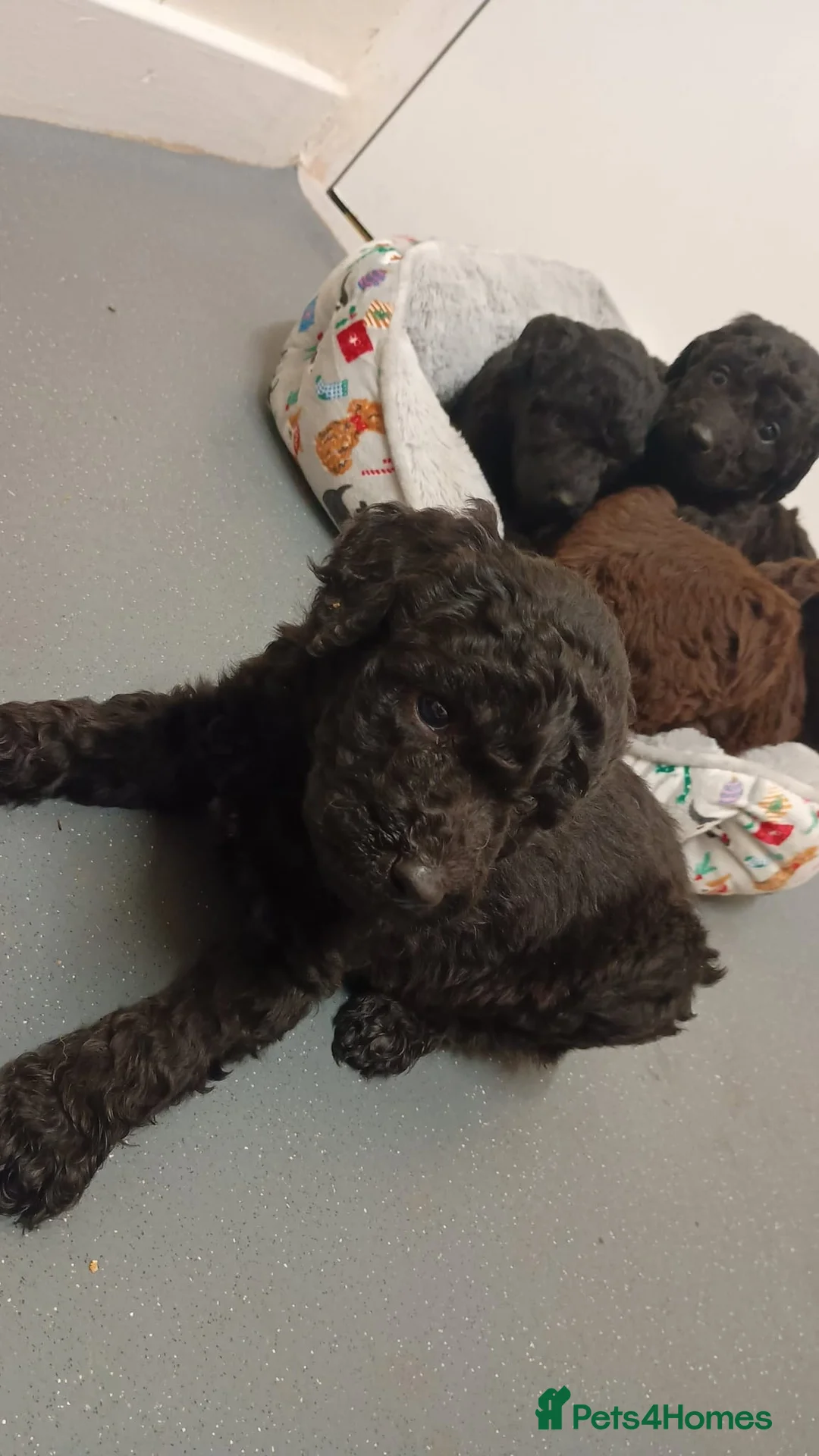 Goldendoodle dogs for sale: 4 Beautiful Goldendoodle pups, 4 months old - Advert 5