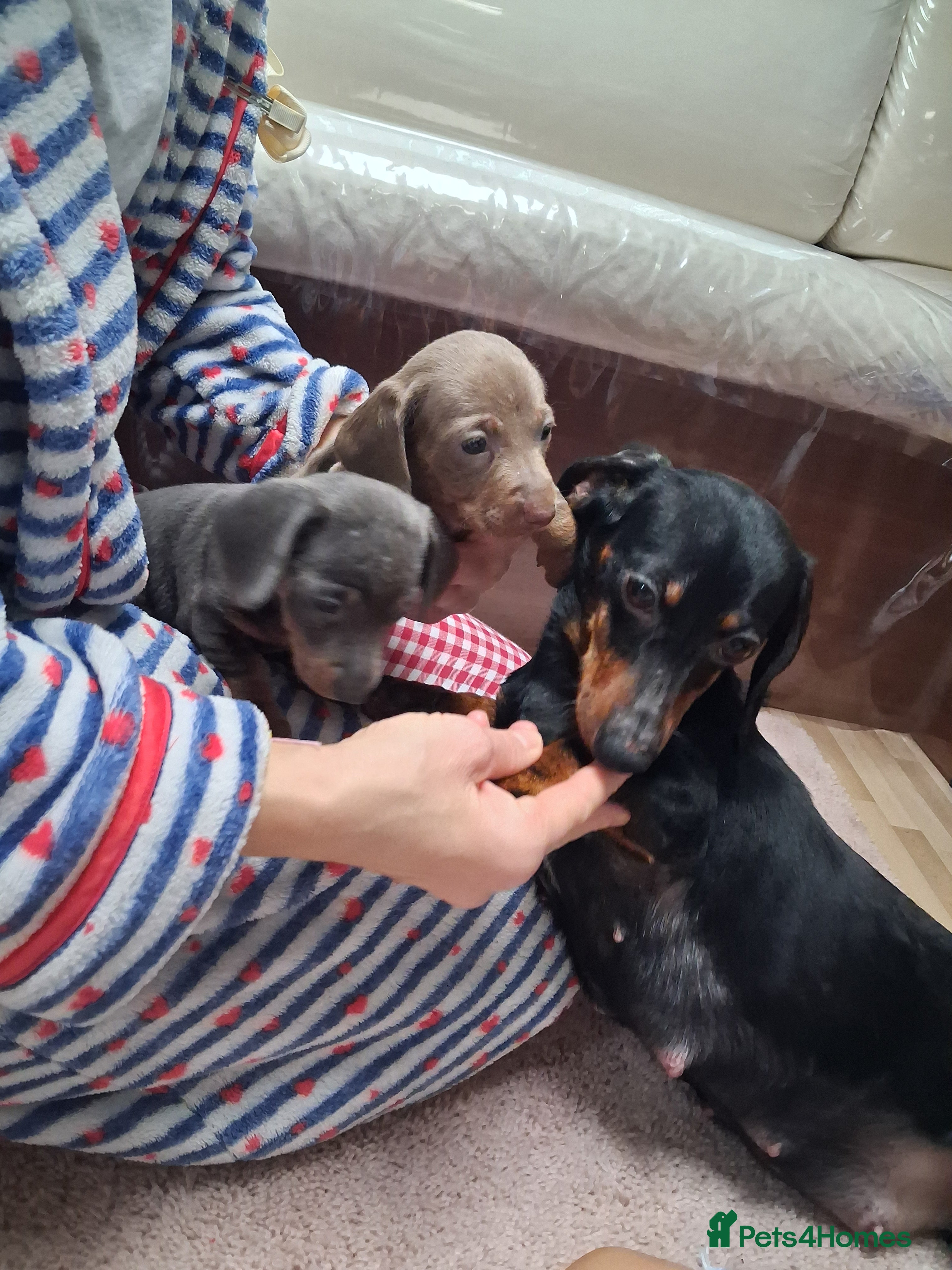 Dachshund dogs Miniature dashound - Advert 3