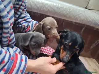 Dachshund dogs Miniature dashound - Advert 6