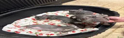 French Bulldog dogs for sale: French bulldog puppies - Advert 3