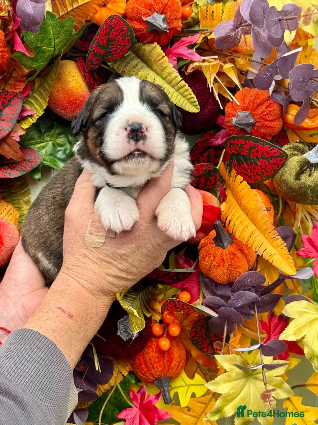 Saint Bernard dogs for sale: 4 gorgeous st Bernese puppies looking for homes - Advert 9