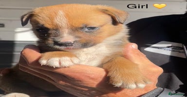 Mixed Breed dogs - Advert 9