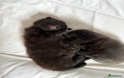 Maine Coon cats for sale: Maincoon X ragdoll - Image 7