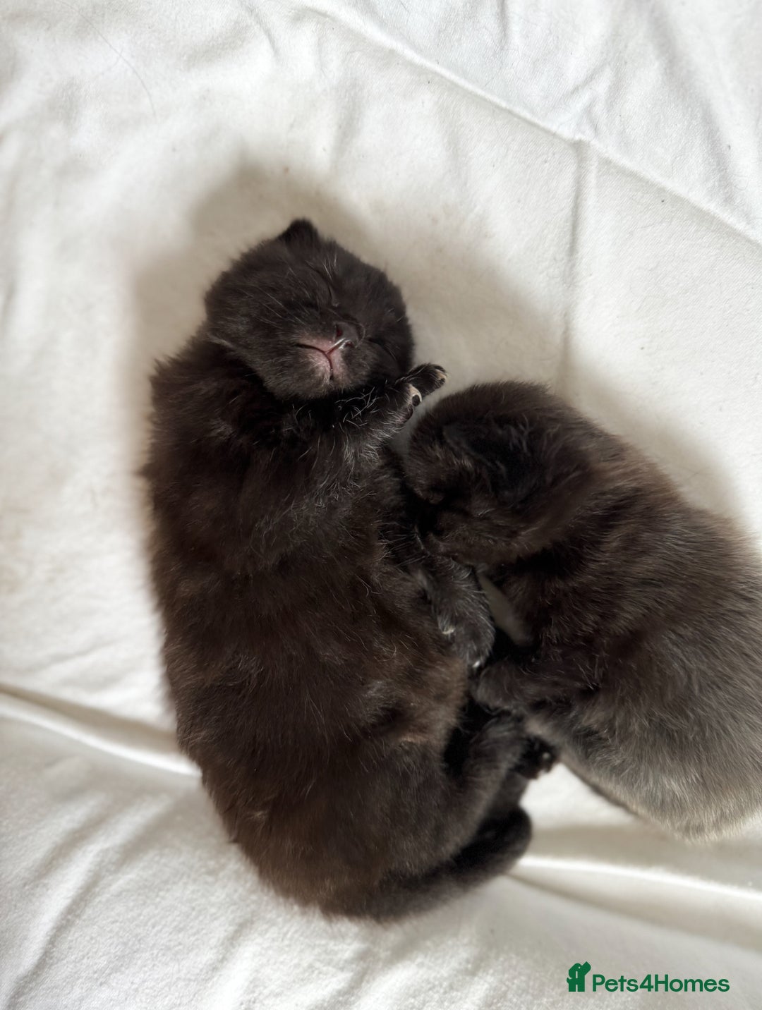 Maine Coon cats for sale: Maincoon X ragdoll - Image 7