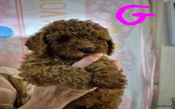 Cockapoo dogs for sale: Cockapoo F1b mini - Image 12
