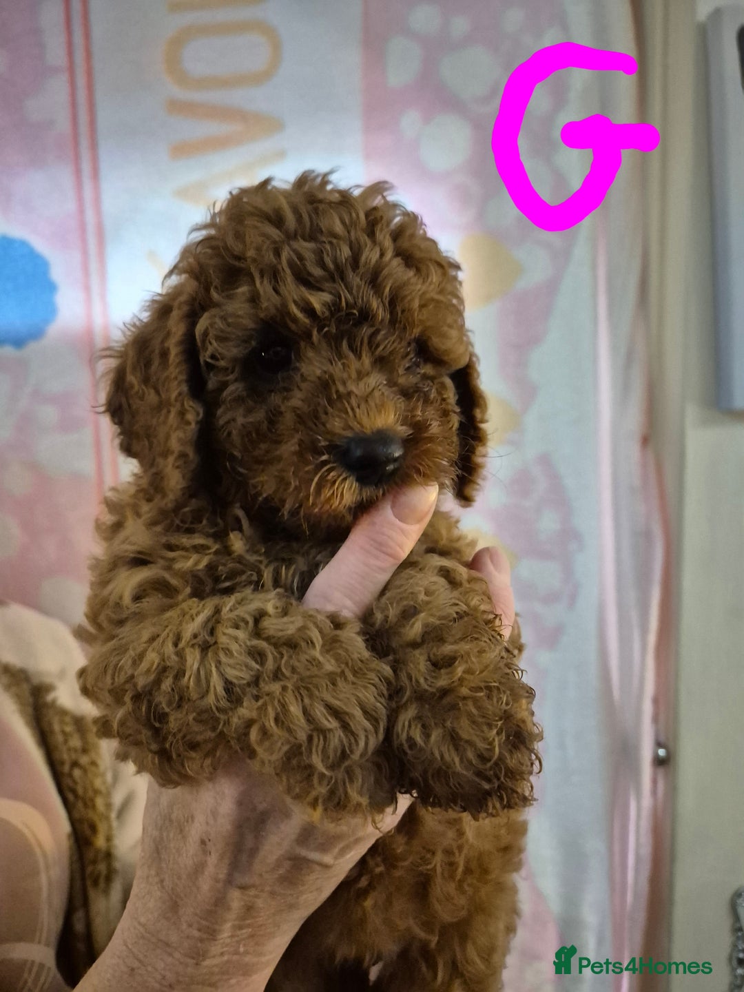 Cockapoo dogs for sale: Cockapoo F1b mini - Image 12