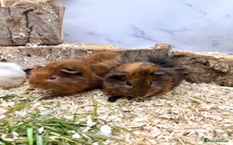 Guinea Pig rodents for sale: Multiple baby guinea pigs 💗 - Image 2