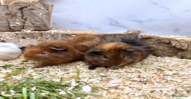 Guinea Pig rodents - Advert 2