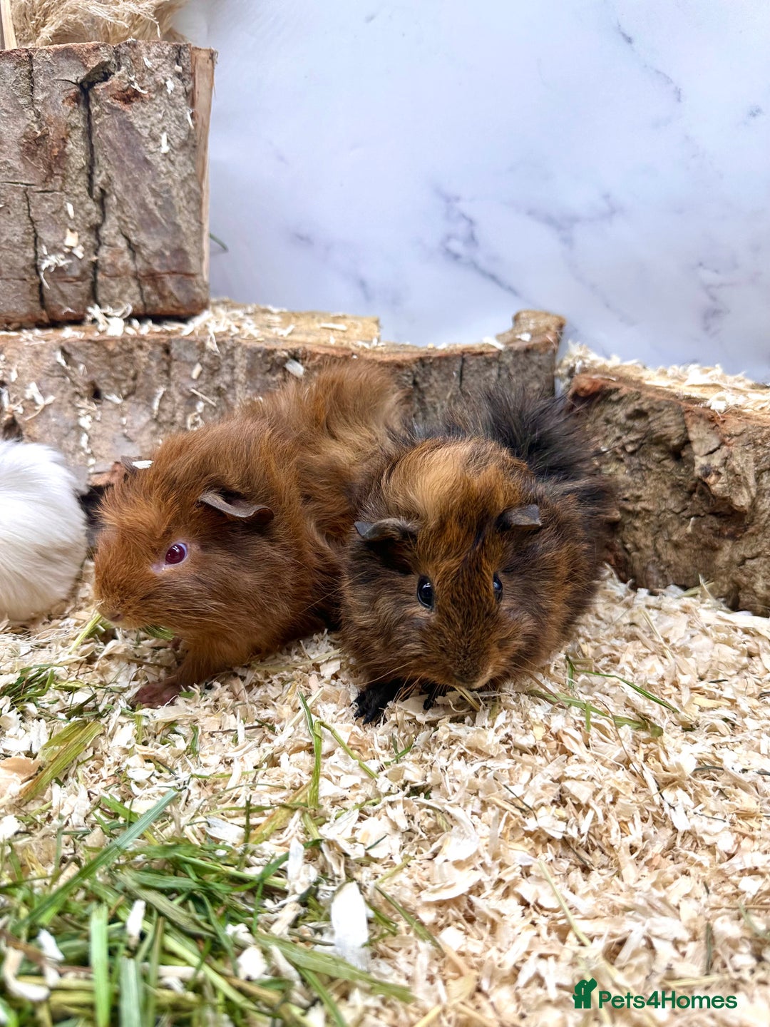 Guinea Pig rodents for sale: Multiple baby guinea pigs 💗 - Image 2