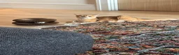 British Shorthair cats for sale: golden british shorthair - Advert 14
