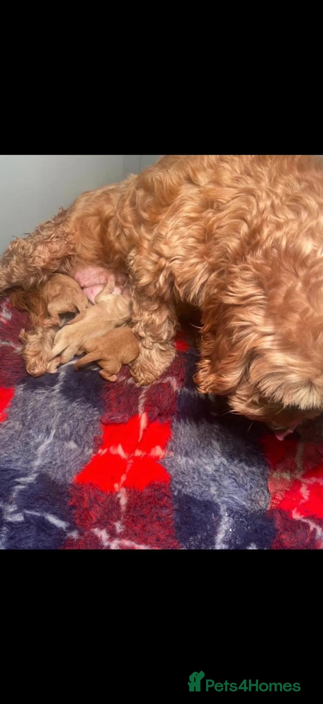 Cockapoo dogs for sale: Cockapoo Puppies For Sale  in Magherafelt - Advert 9