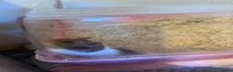 Hamster rodents for sale: Female hamster for sale in Brierley Hill - Advert 3