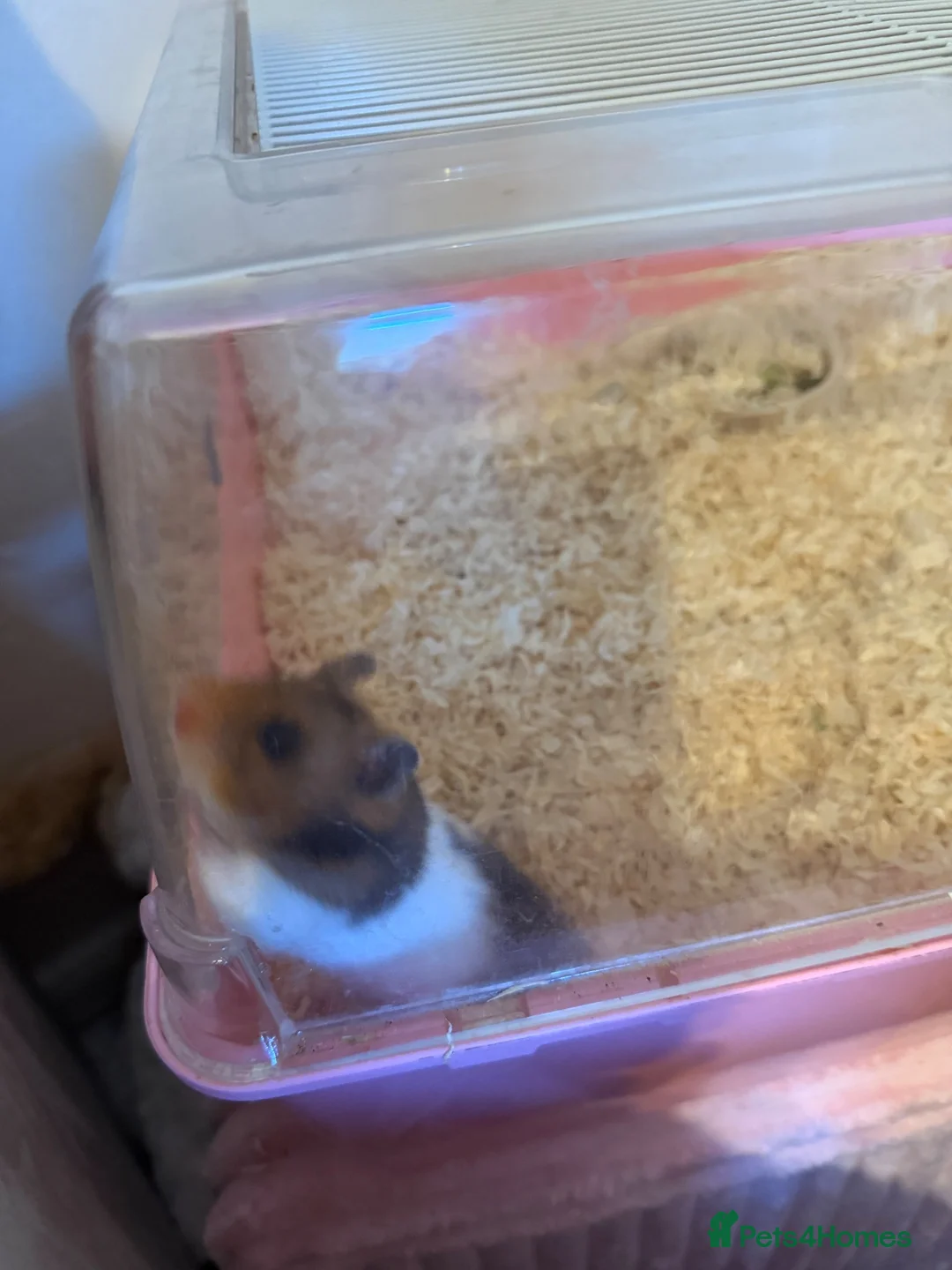Hamster rodents for sale: Female hamster for sale in Brierley Hill - Advert 3
