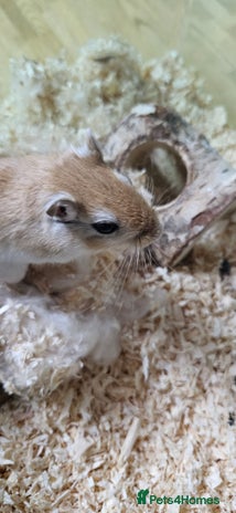 Gerbil rodents - Advert 6