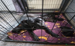 Mixed Breed dogs for sale: Corso x  - Image 6