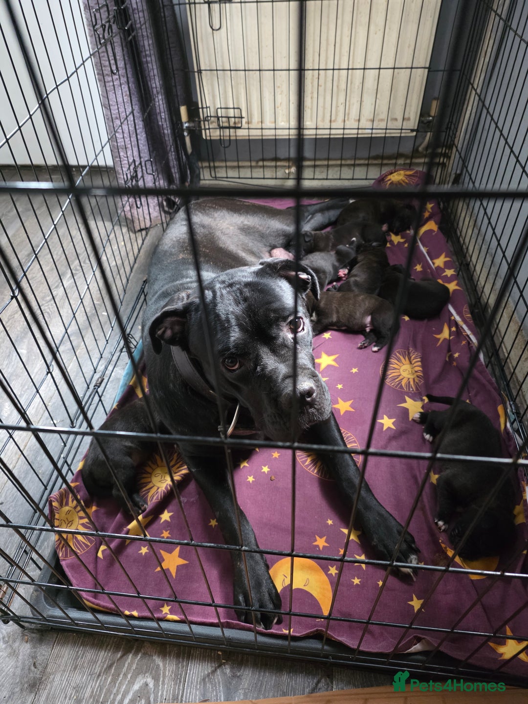 Mixed Breed dogs for sale: Corso x  - Image 6