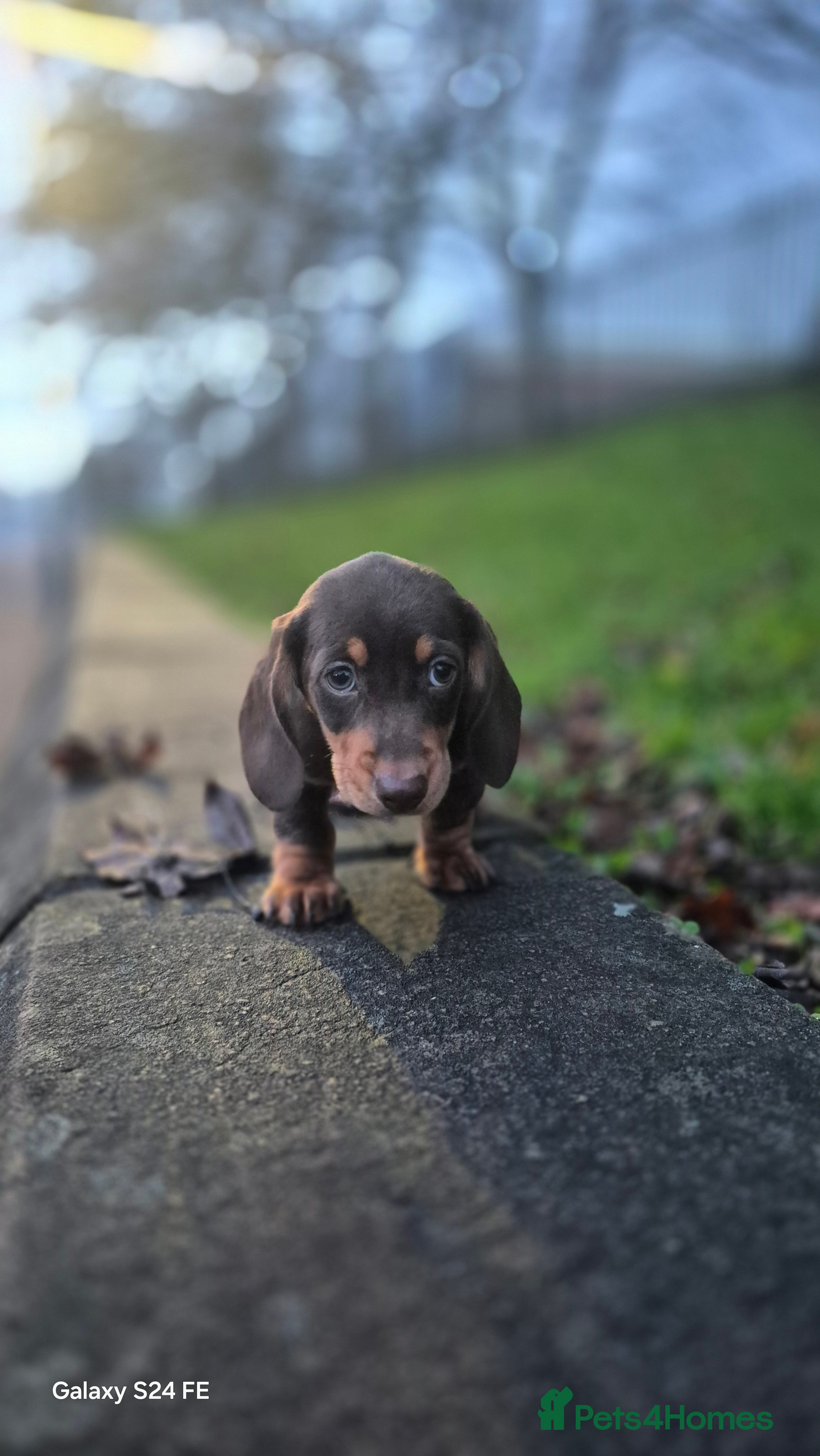 Dachshund dogs miniature dachshund READY  - Advert 1