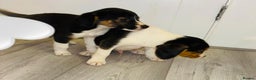 Beagle dogs for sale: Beagle Puppies - Advert 7