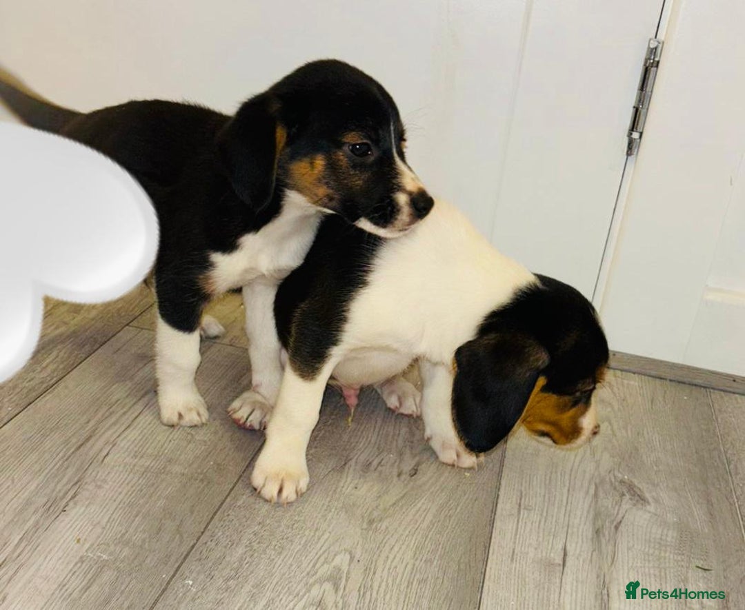 Beagle dogs for sale: Beagle Puppies - Advert 7