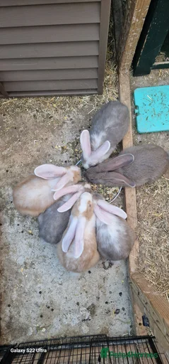 Gallery Image {{count}}