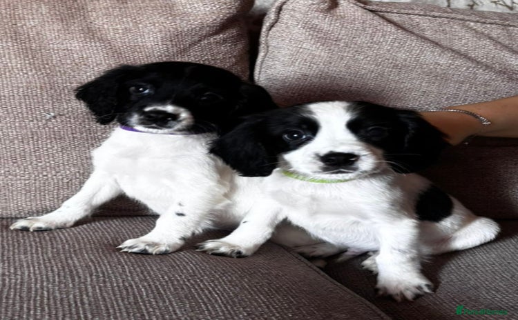 Sprocker dogs - Advert 7