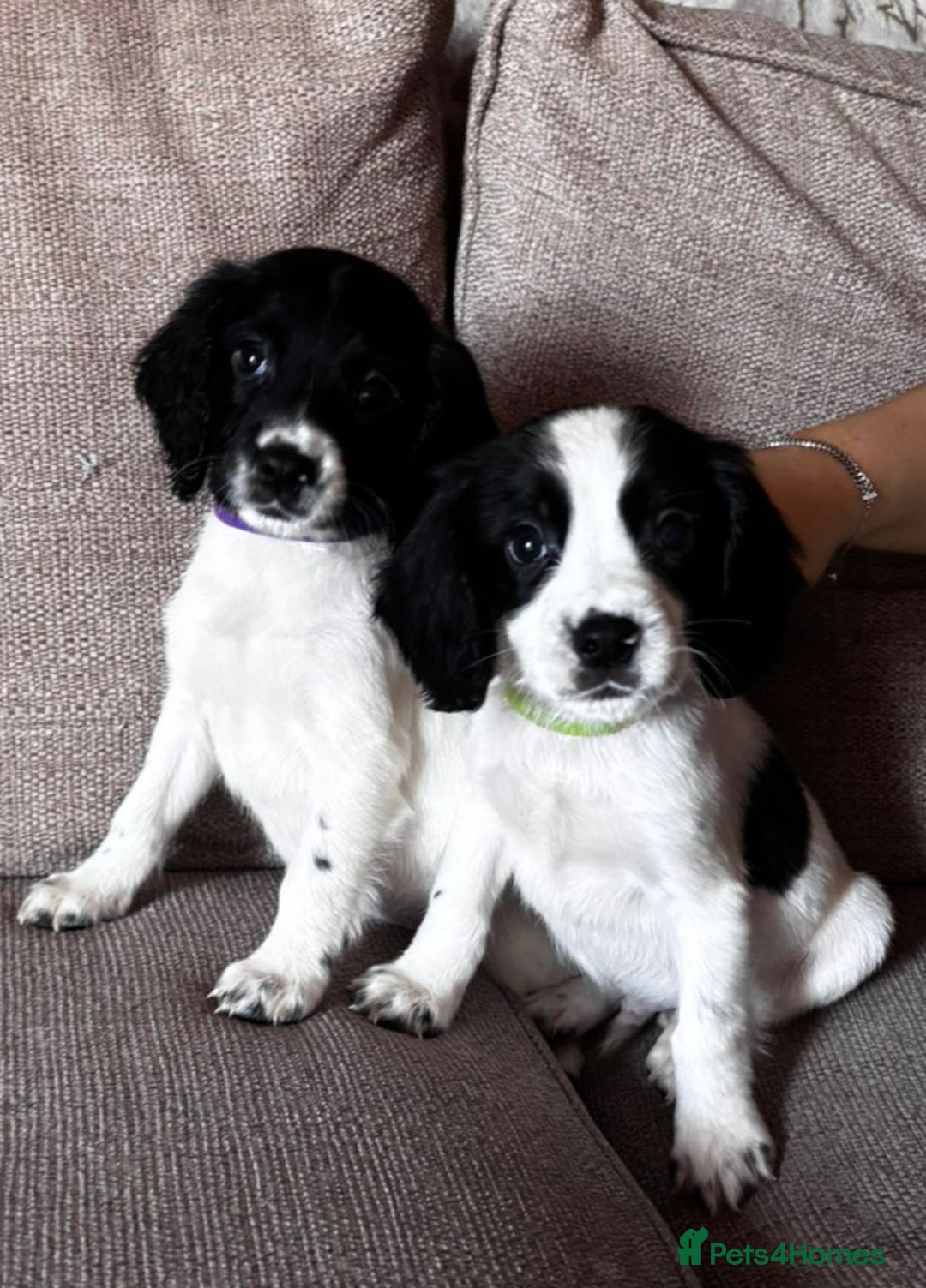 Sprocker dogs for sale: Beautiful litter of sprocker puppies - Image 1
