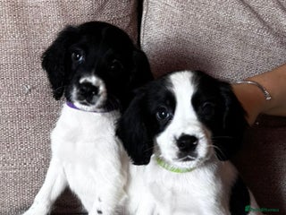 Sprocker dogs - Advert 12