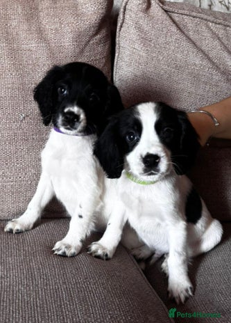 Sprocker dogs - Advert 8