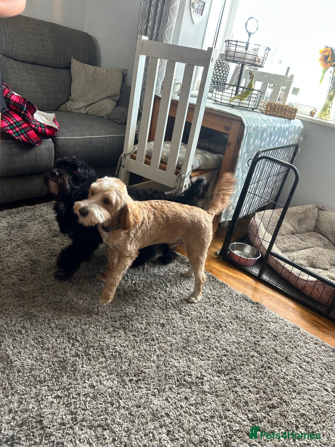 Cockapoo dogs for sale: 1 beautiful cockapoo puppy for sale  - Image 7