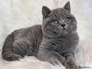 British Shorthair cats Amazing loving British shorthair kittens - Advert 18