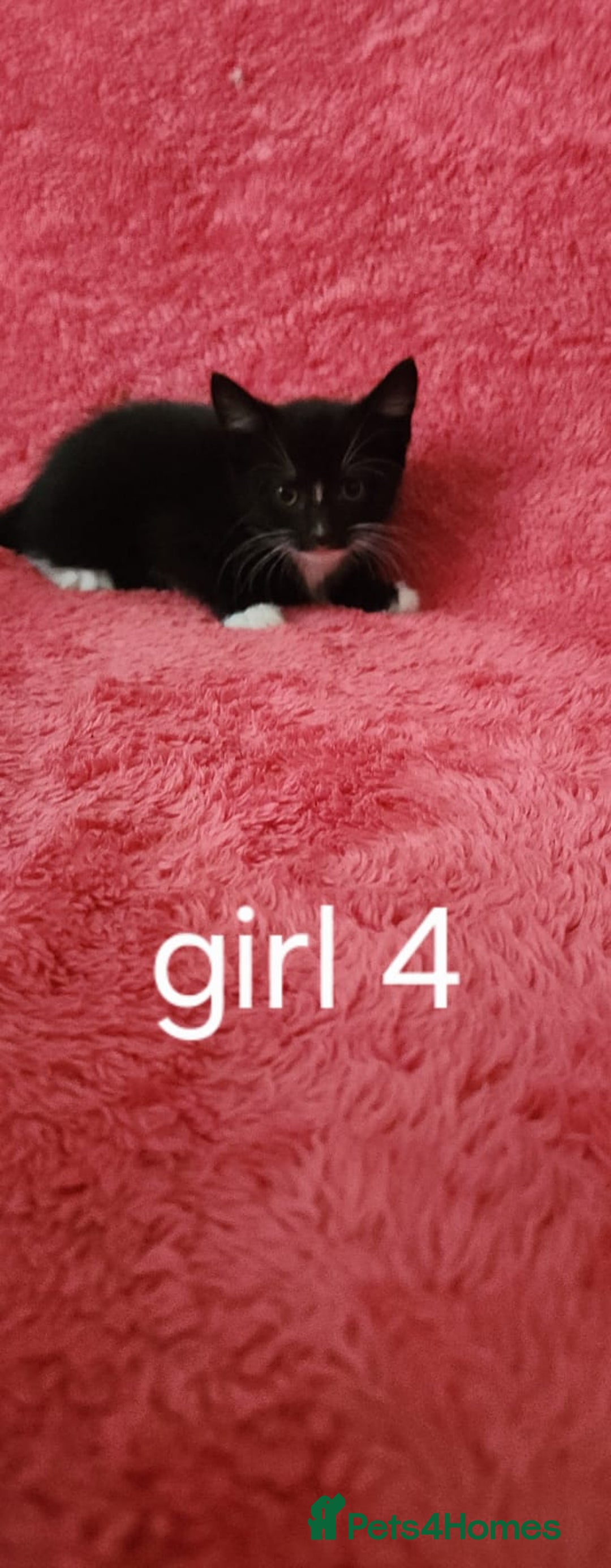 European cats for sale: Kitten  - Image 4