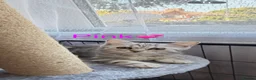 Scottish Fold cats for sale: 💞BEAUTIFUL KITTENS 💞 - Advert 5