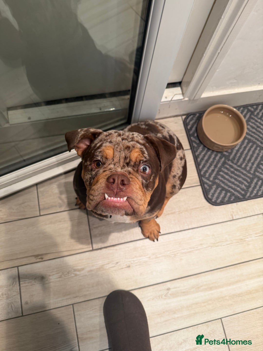 English Bulldog dogs for sale: Stunning & unique English Bulldog female  - Advert 4