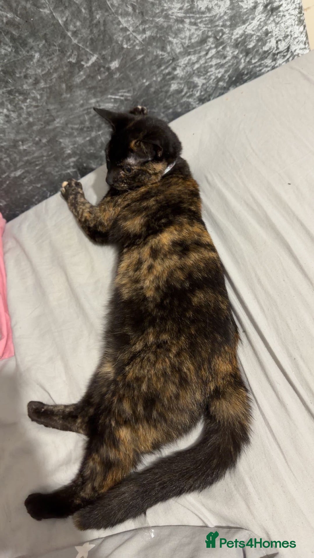 Mixed Breed cats Marley  - Advert 2