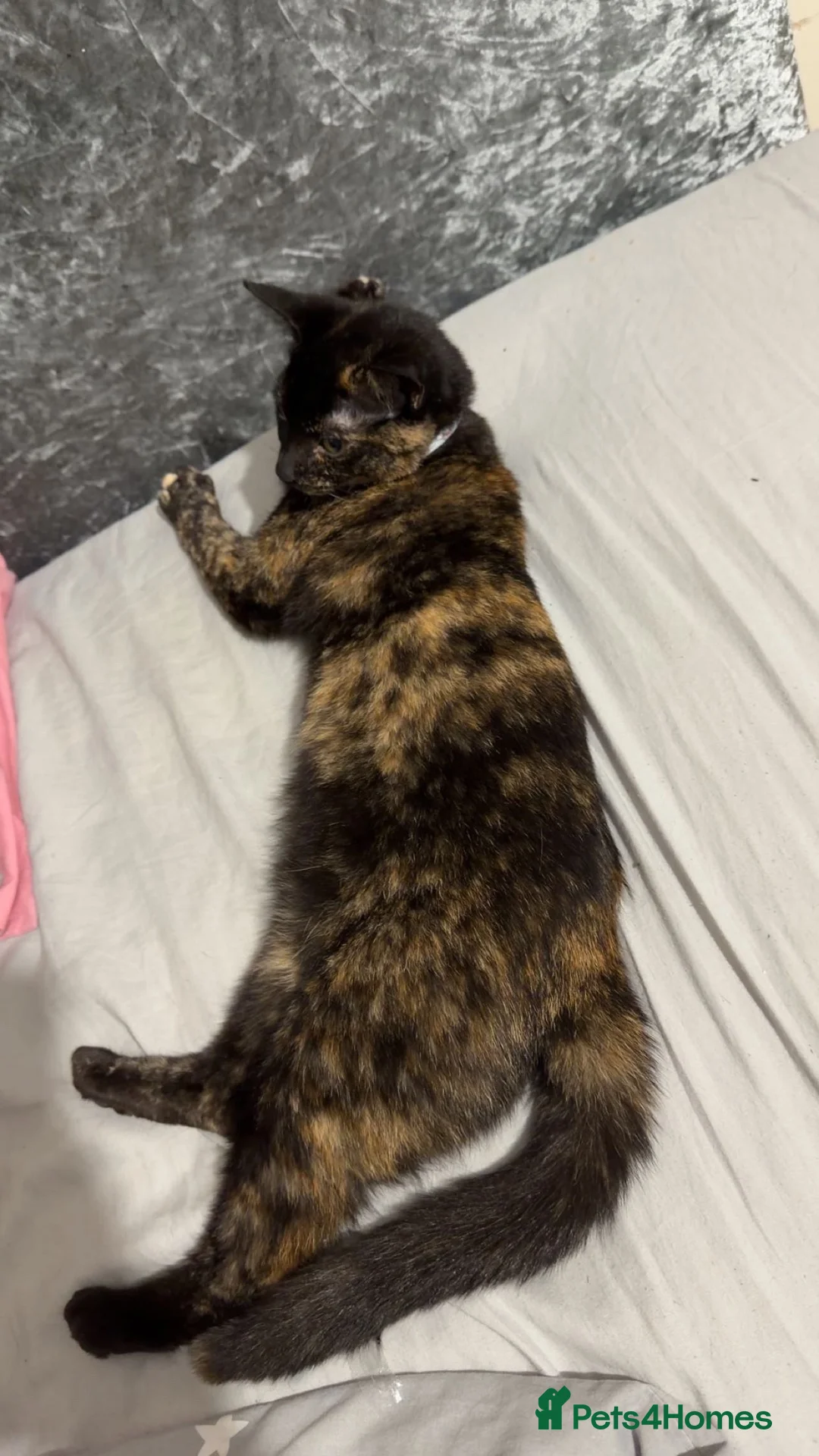 Mixed Breed cats for sale: Marley  in Aberdeen - Advert 1