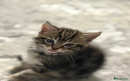 Mixed Breed cats for sale: 5 cute kittens for sale.  - Image 8