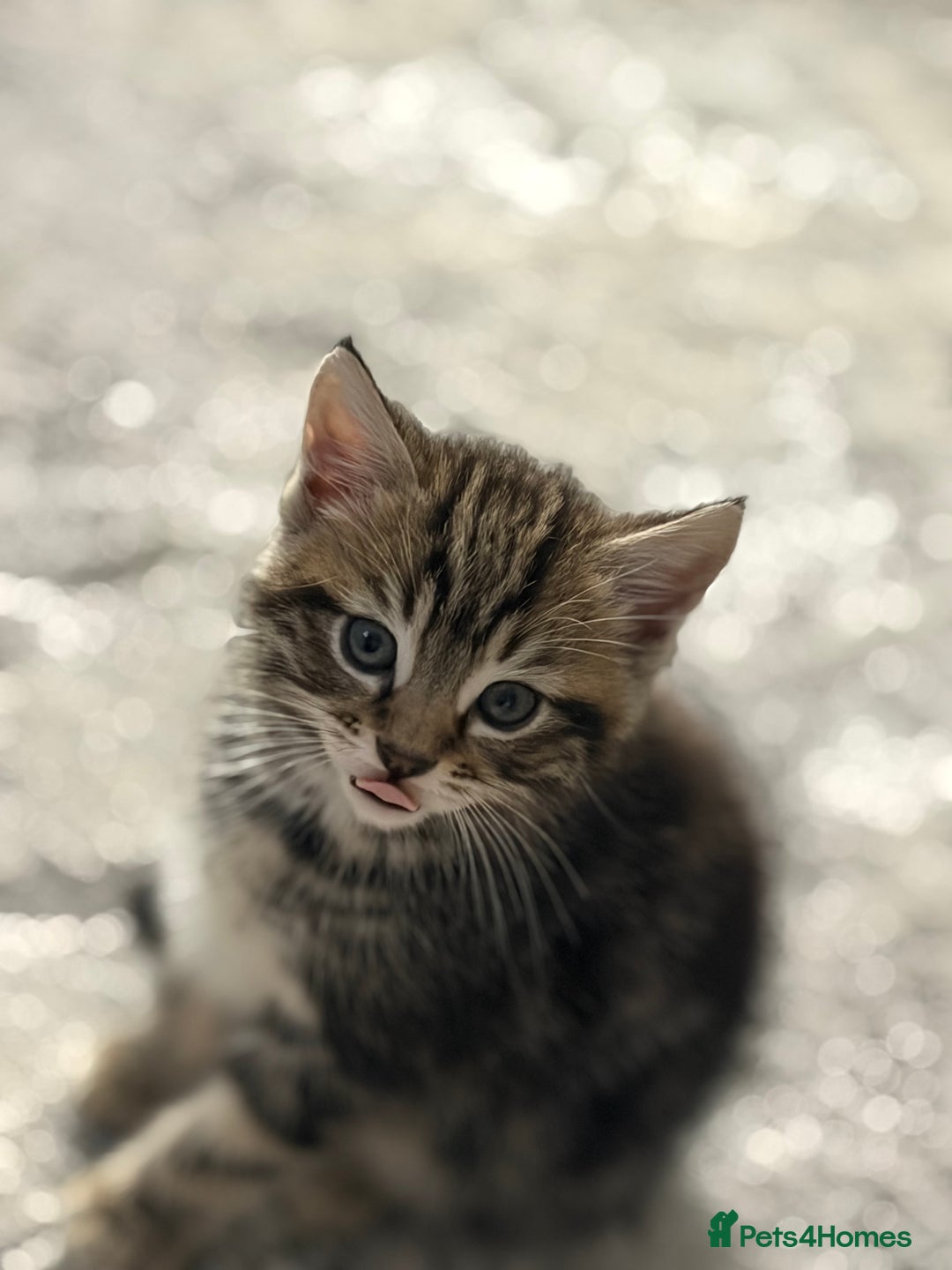 Mixed Breed cats for sale: 5 cute kittens for sale.  - Image 8