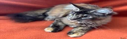 Maine Coon cats for sale: ONLY 2 LEFT GCCF PEDIGREE MAINECOON KITTENS - Advert 29