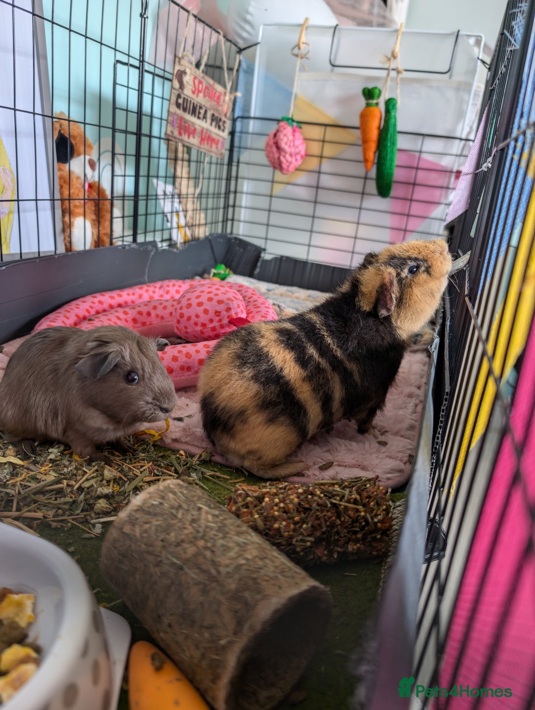 Guinea Pig rodents for sale: REHOMING TWO MALE GUINEAPIGS BOTH UNDER 6 MONTHS - Image 2