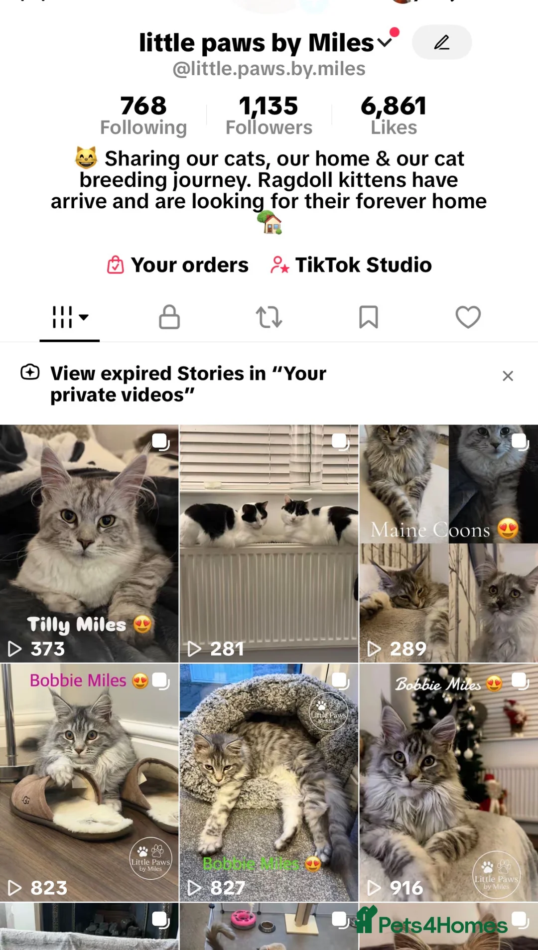 Maine Coon cats for stud: Elite GCCF & TICA Blue Silver Mackerel Tabby - Advert 7