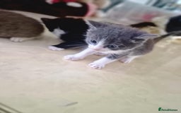 British Shorthair cats for sale: For sale - Image 15