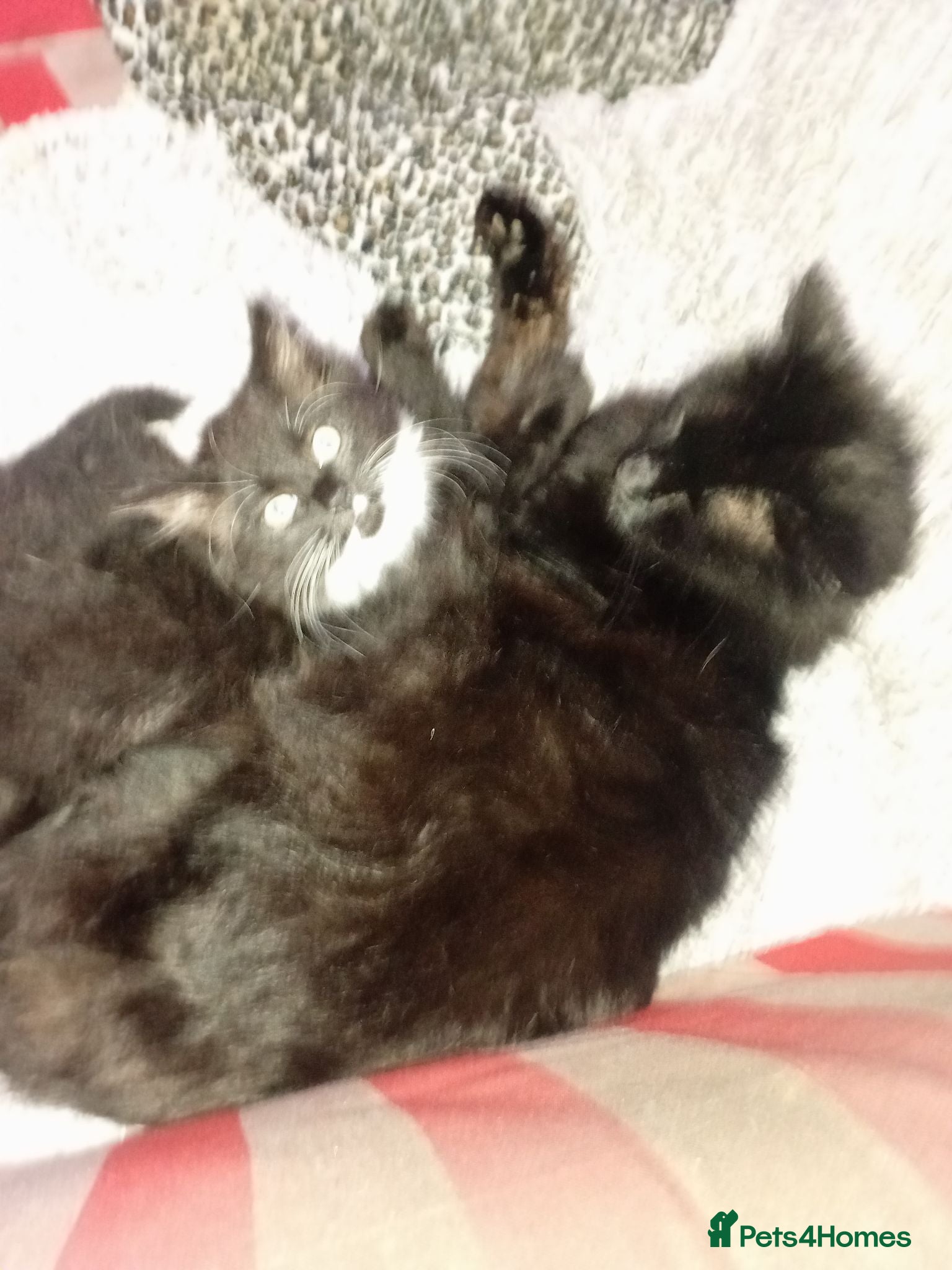 Persian cats  8 Persian kittens, Blue, Black and Black & White. - Advert 9