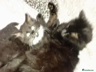 Persian cats 8 Persian kittens, Blue, Black and Black & White. - Advert 9