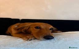 Mixed Breed dogs for sale: Rehome our 2 year old coco - Image 1