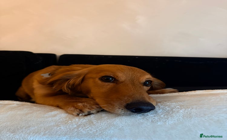 Mixed Breed dogs - Advert 16