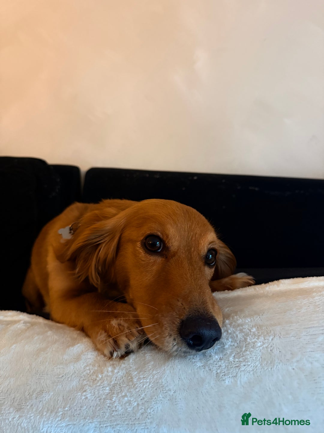 Mixed Breed dogs for sale: Rehome our 2 year old coco - Image 1