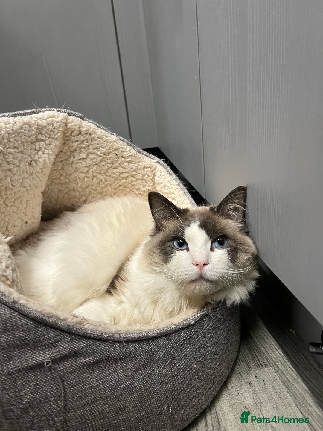 Ragdoll cats for sale: 3 year old blue point bicolour ragdoll - Advert 7