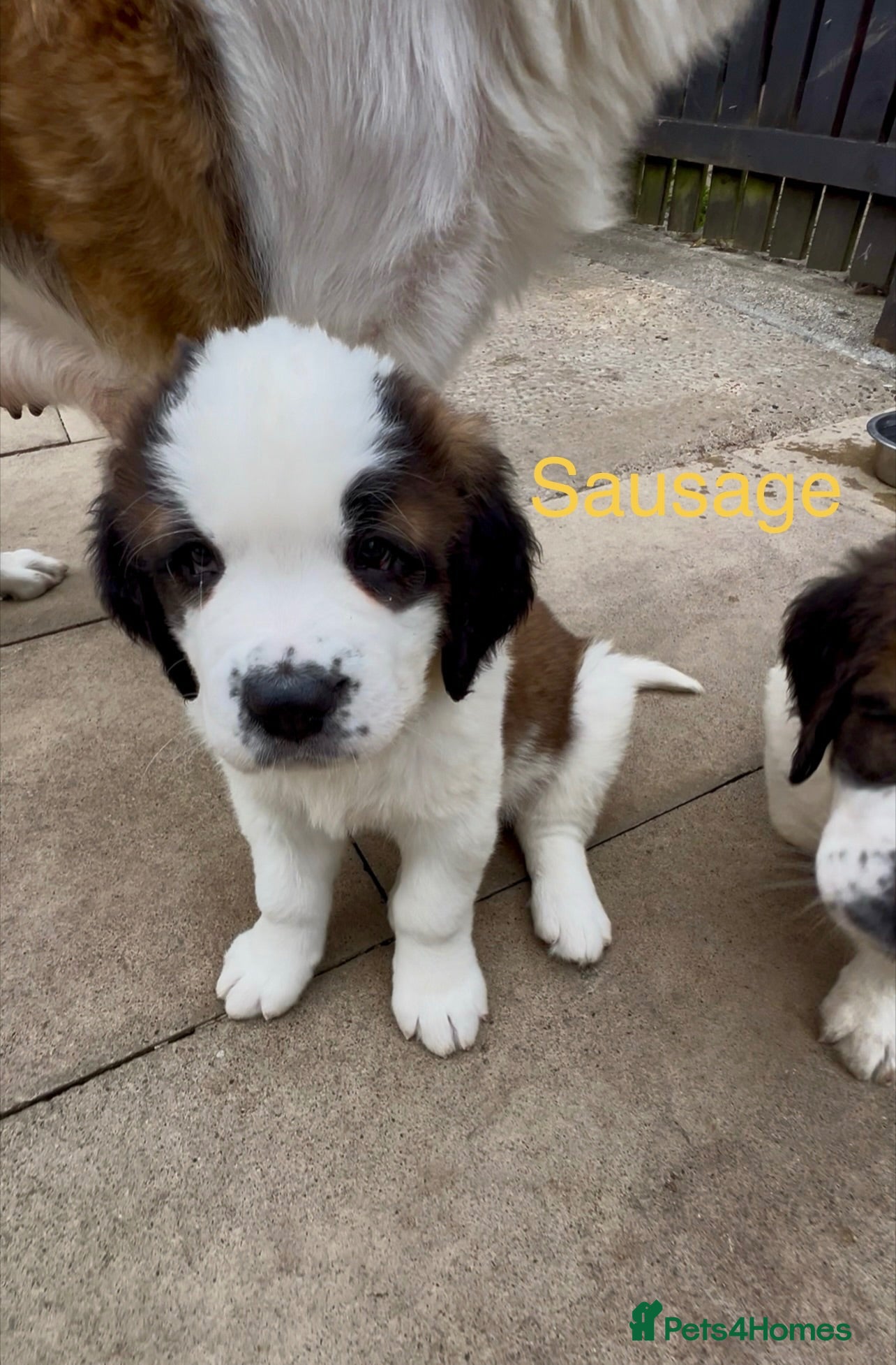 Saint Bernard dogs 2 BEAUTIFUL KC ST BERNARD GIRLS (SAUSAGE & BAGEL) - Advert 2